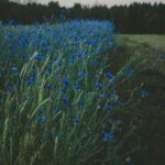 Blåklint