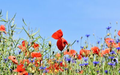 Blomsteräng