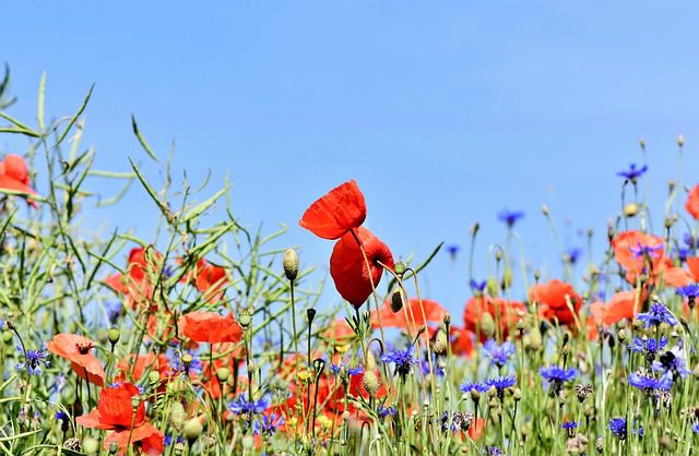 Blomsteräng