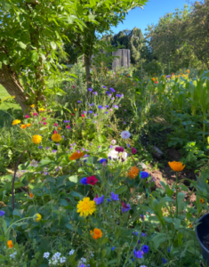 Blomsteräng mix av blommor