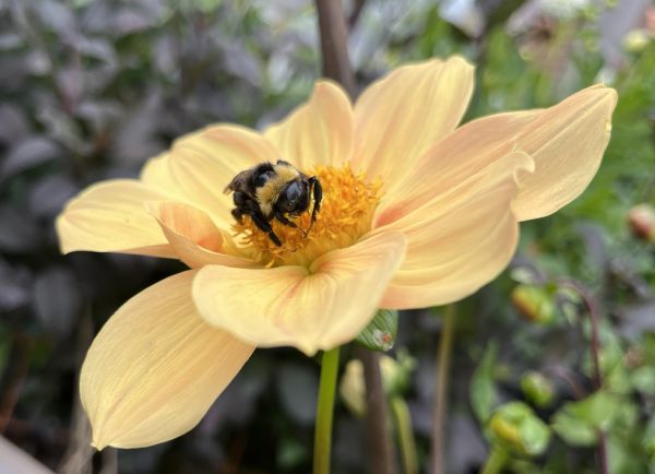 Bumblebee on dahlia