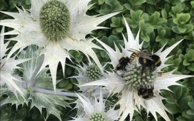 Blommor